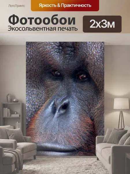 LotsPrints Фотообои "Горилла, примат, обезьяна" 2x3м