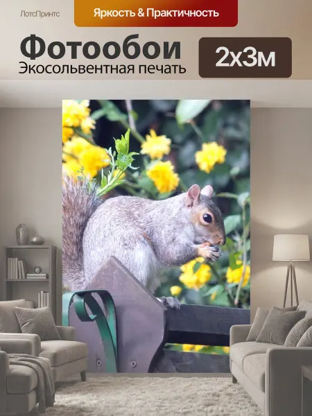 LotsPrints Фотообои "Белка, серый, грызун" 2x3м