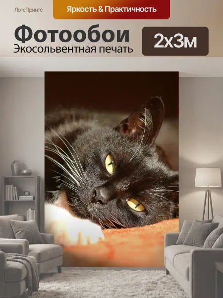 LotsPrints Фотообои "Черный кот, смотреть, домашний питомец" 2x3м