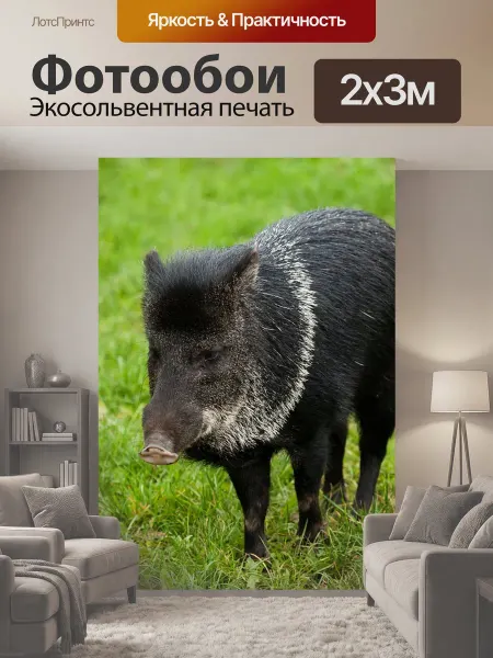 LotsPrints Фотообои "Животное, чернить, кабан" 2x3м