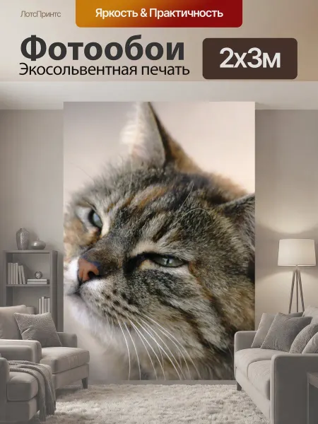 LotsPrints Фотообои "Животное, кошка, милый" 2x3м