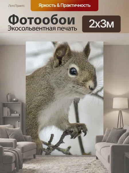 LotsPrints Фотообои "Белка, животное, лес" 2x3м
