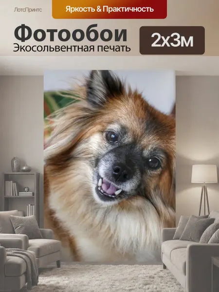 LotsPrints Фотообои "Собака, животное, милый" 2x3м