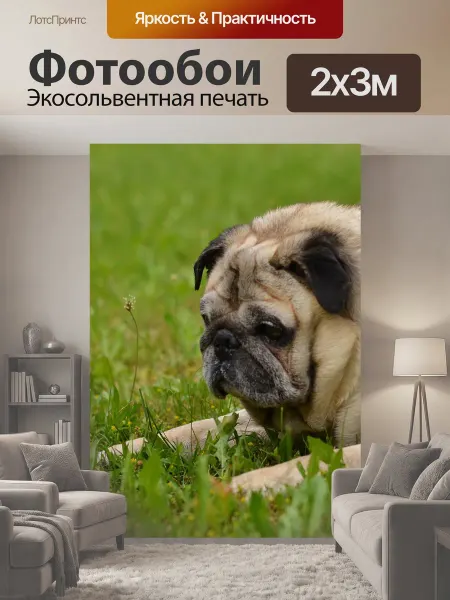 LotsPrints Фотообои "Собака, мопс, животное" 2x3м