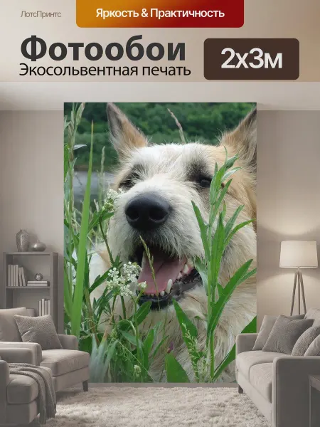 LotsPrints Фотообои "Собака, трава, животное" 2x3м