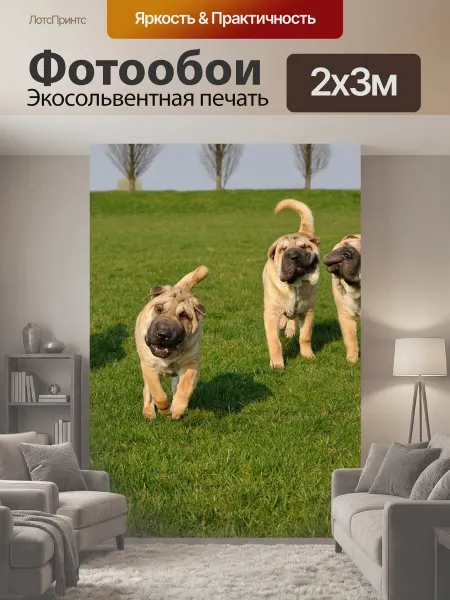 LotsPrints Фотообои "Собака, шарпей, животное" 2x3м