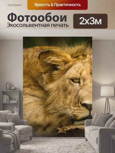 LotsPrints Фотообои "Лев, молодой, закрыть" 2x3м