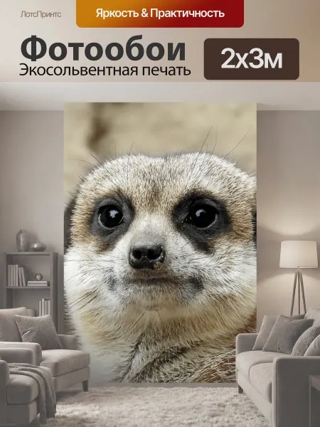 LotsPrints Фотообои "Сурикат, зоопарк, милый" 2x3м