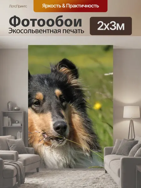 LotsPrints Фотообои "Собака, колли, шерсть" 2x3м