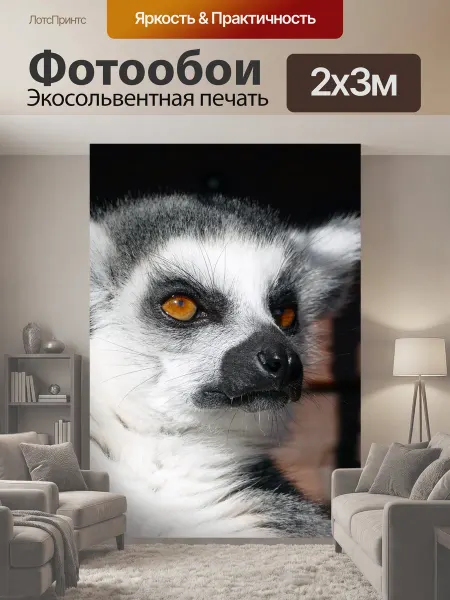 LotsPrints Фотообои "Кошачие лемуры, лемуры, млекопитающее" 2x3м