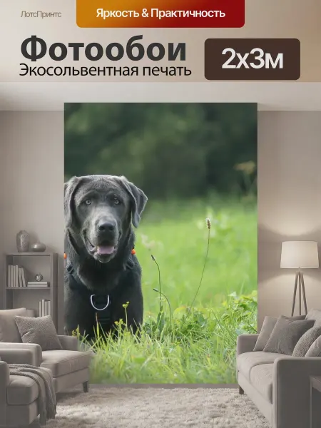 LotsPrints Фотообои "Лабрадор, собака, природа" 2x3м