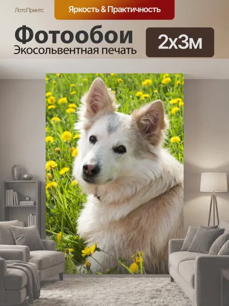 LotsPrints Фотообои "Собака, лайка, сибирский" 2x3м