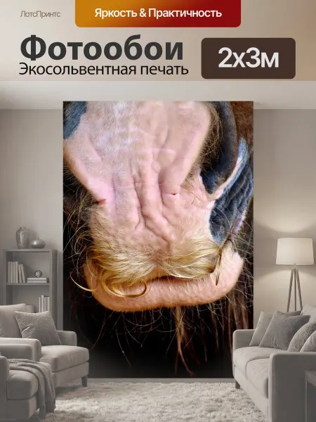 LotsPrints Фотообои "Лошадь морда, шайрская лошадь, ноздря" 2x3м
