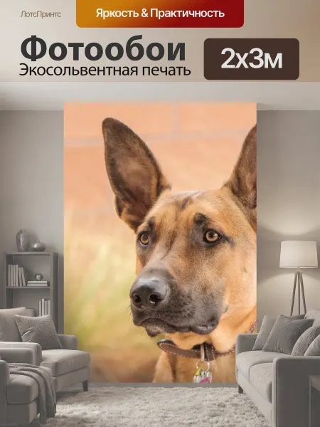 LotsPrints Фотообои "Малинуа, собака, бельгийский малинуа" 2x3м