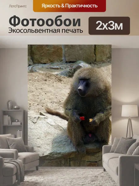 LotsPrints Фотообои "Павиан, обезьяна, млекопитающее" 2x3м