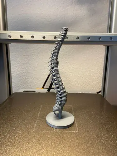 Реалистичная модель позвоночника человека 3D печать из пластика