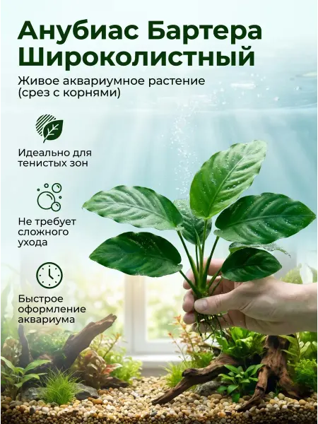 CORALIA Живое корневое аквариумное растение Анубиас Бартера