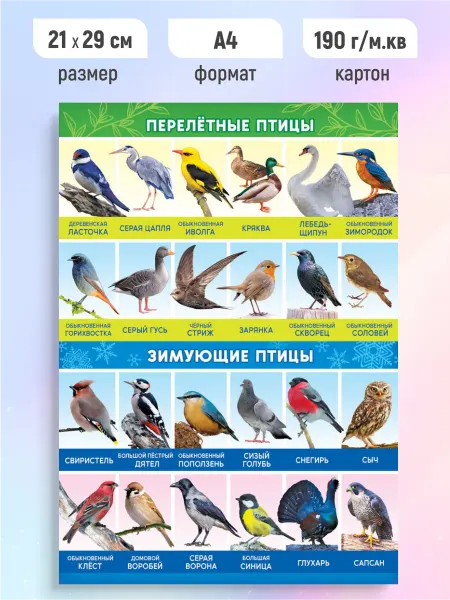 ЛиС Групп Детский обучающий плакат Зимующие и перелетные птицы А4