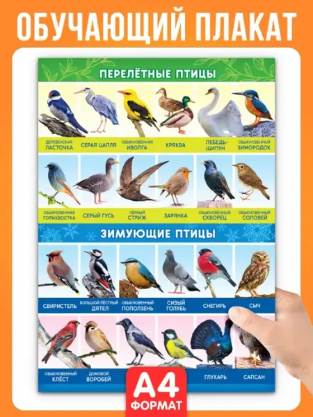 Краски шоу Обучающий плакат Зимующие и перелетные птицы А4 10 шт
