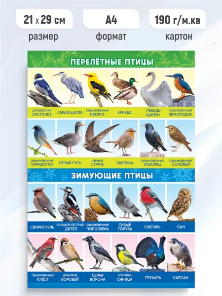 Линия успеха Детский обучающий плакат Зимующие и перелетные птицы А4