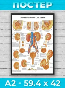 Постер "А2 - Анатомия Мочеполовая система человека", 59.4 см х 42 см