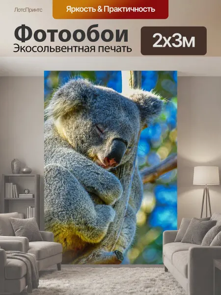 LotsPrints Фотообои "Коала, животное, австралия" 2x3м
