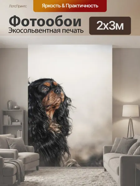 LotsPrints Фотообои "Собака, спаниель, животное" 2x3м