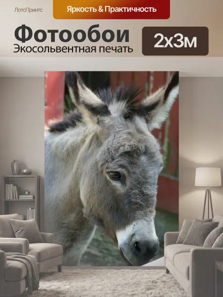 LotsPrints Фотообои "Осел, ослик, мул" 2x3м