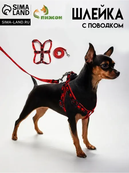 Элегантный комплект для собак в ярких цветах