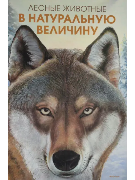 АЗбука-Аттикус Лесные животные в натуральную величину