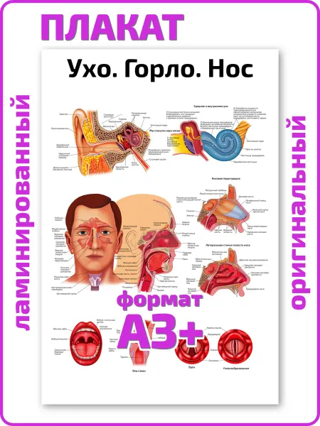 Квинг Ухо горло нос анатомия человека плакат А3 ламинированный