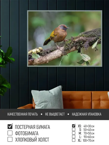 ПолиЦентр Постер на фотобумаге Маленькая птичка на ветке, 40х30 см