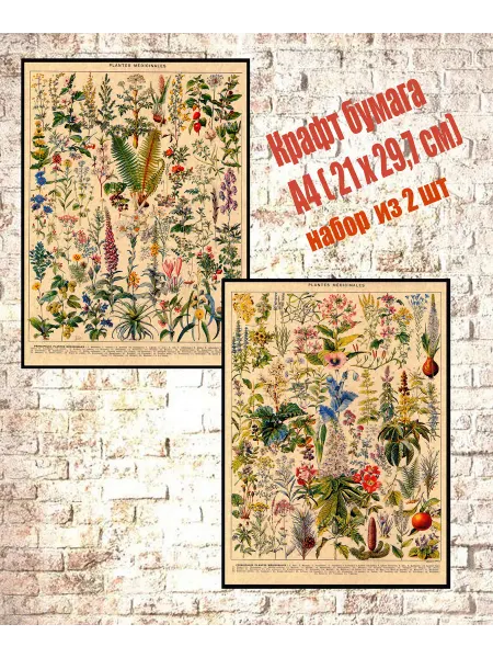Poster4You Постеры Медицинские растения А4