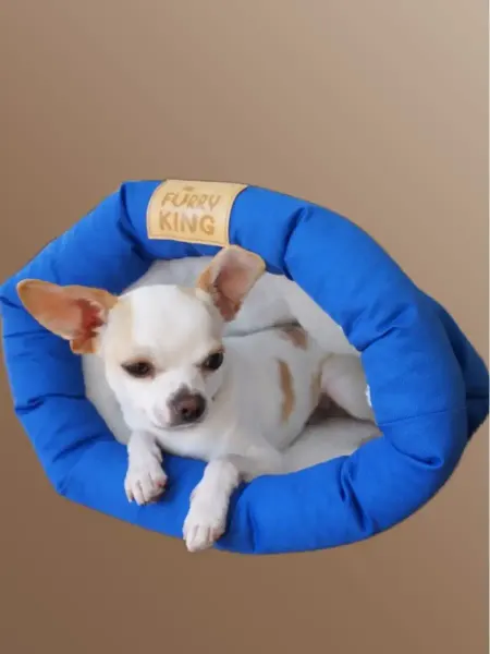 Sun beds for animals Лежанка нора домик для лысых кошек