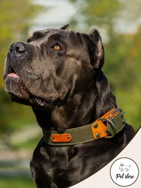Pet Store Ошейник широкий для крупных и средних собак, брезентовый