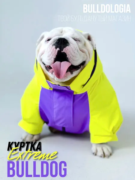 Бульдология Одежда для собак куртка для Бульдога