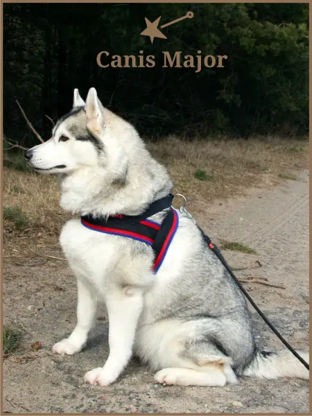 Canis Major Шлейка для собак регулируемая для животных Шлека прогулочная…