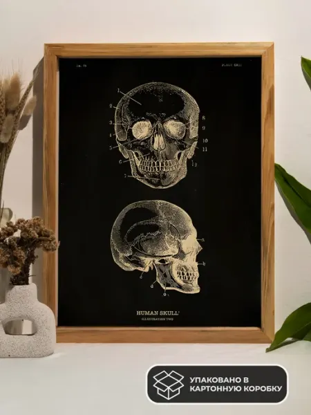 LAWE POSTERS Постер из крафт-бумаги Human Skull Anatomy 42х29 см