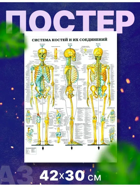 Rocket Print Плакат "Анатомия человека", А3,42х30 см