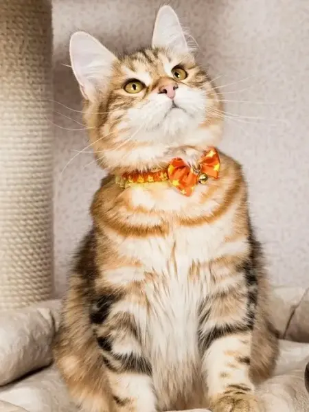 Japan Premium Pet Ошейник чокер декоративный для кошек 3S