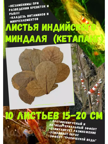 Aqua Fish Листья Индийского миндаля Кетапанг