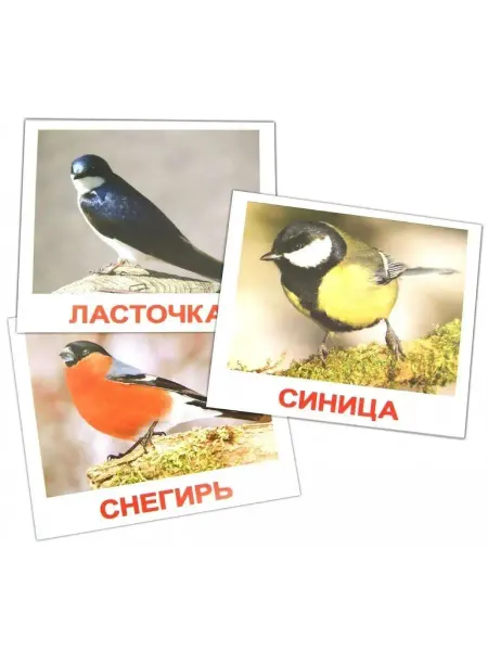 Вундеркинд с пеленок Обучающие карточки "Птицы", 15 карточек Домана с фактами