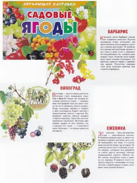 ЛитУр Обучающие карточки для детей Садовые ягоды