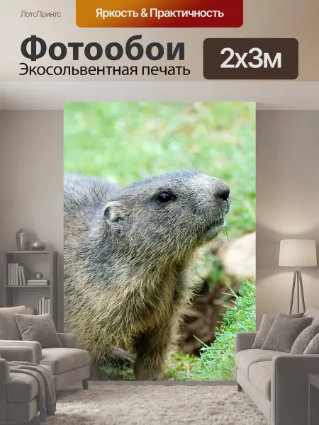 LotsPrints Фотообои "Сурок, луг, альпийский сурок" 2x3м
