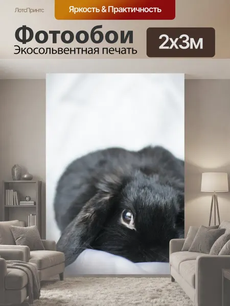 LotsPrints Фотообои "Банни, кролик, карликовый кролик" 2x3м