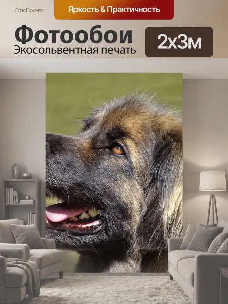 LotsPrints Фотообои "Леонбергер, собака, блондинка" 2x3м