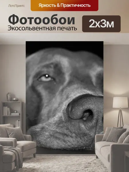 LotsPrints Фотообои "Собака, веймаранер, морда" 2x3м