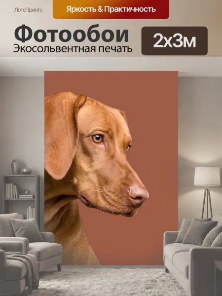 LotsPrints Фотообои "Портрет собаки Визсла Венгерский портрет." 2x3м