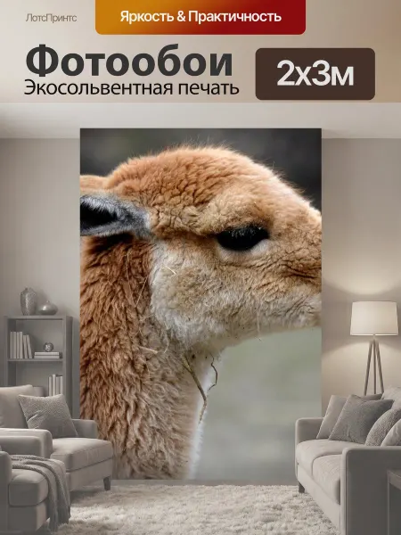 LotsPrints Фотообои "Викунья, животное, млекопитающее" 2x3м