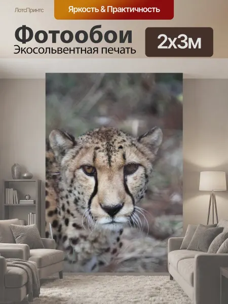 LotsPrints Фотообои "Гепард, кошка, дикий" 2x3м